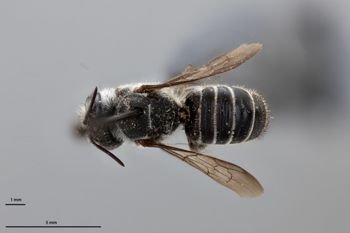 Media type: image;   Entomology 791056 Aspect: habitus dorsal view